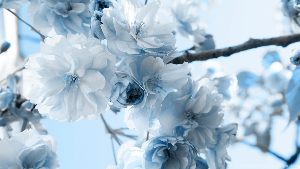 Winter Flower Backgrounds Wallpapers