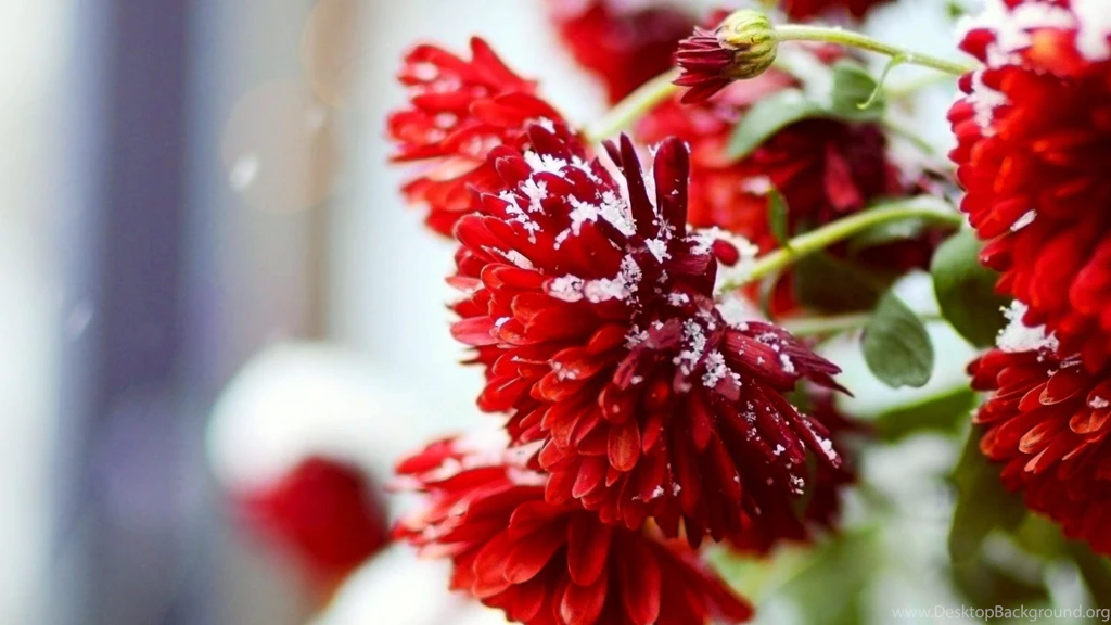 Winter Flower Wallpapers