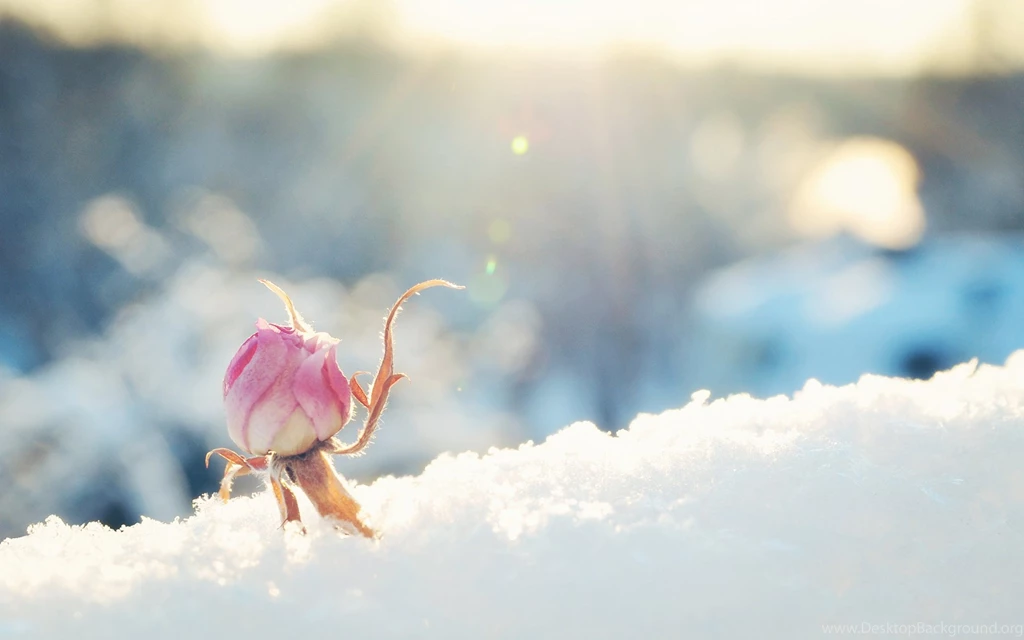 Winter Snow Flower Wallpapers