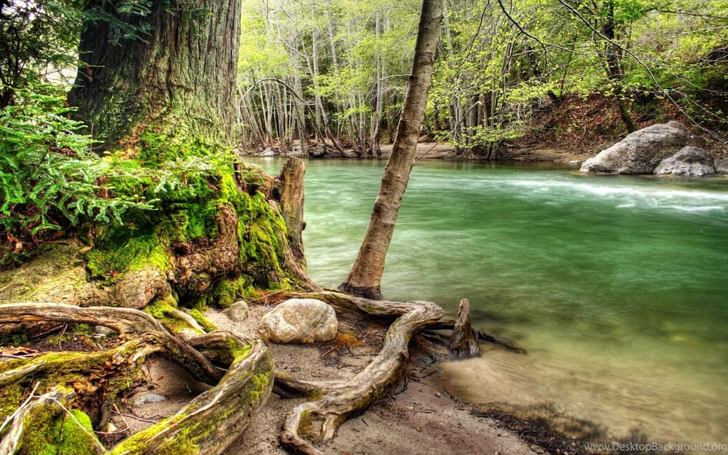 Jungle River Desktop Wallpapers