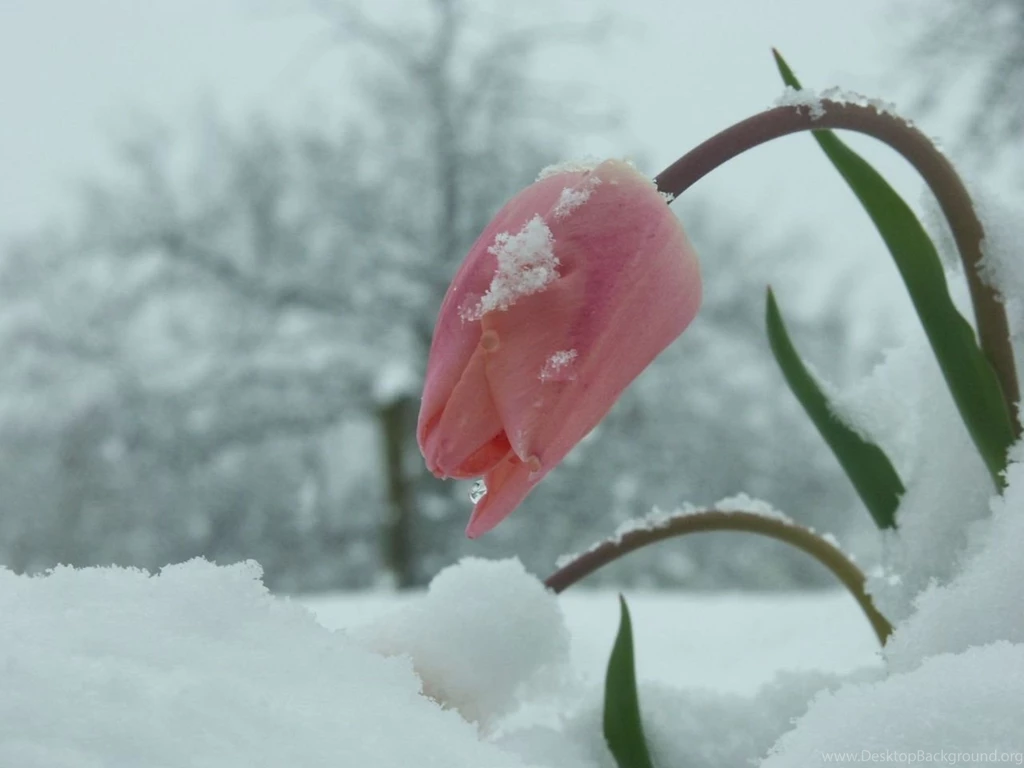 Winter Flower Wallpapers