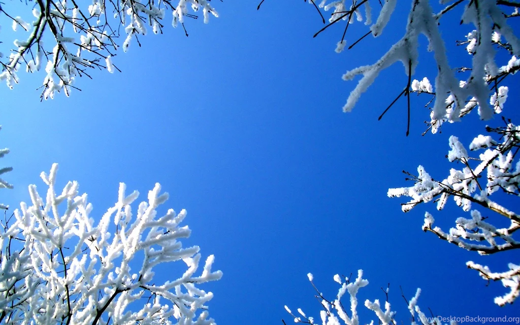 Beautiful Winter Flower Backgrounds HD Wallpapers