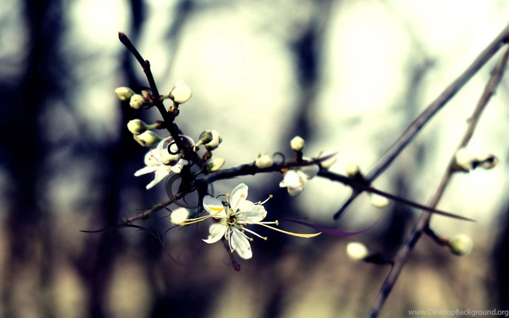 Winter Flower Photo HD Wallpapers