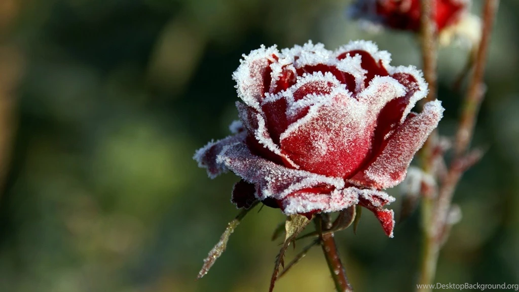 Winter Flower