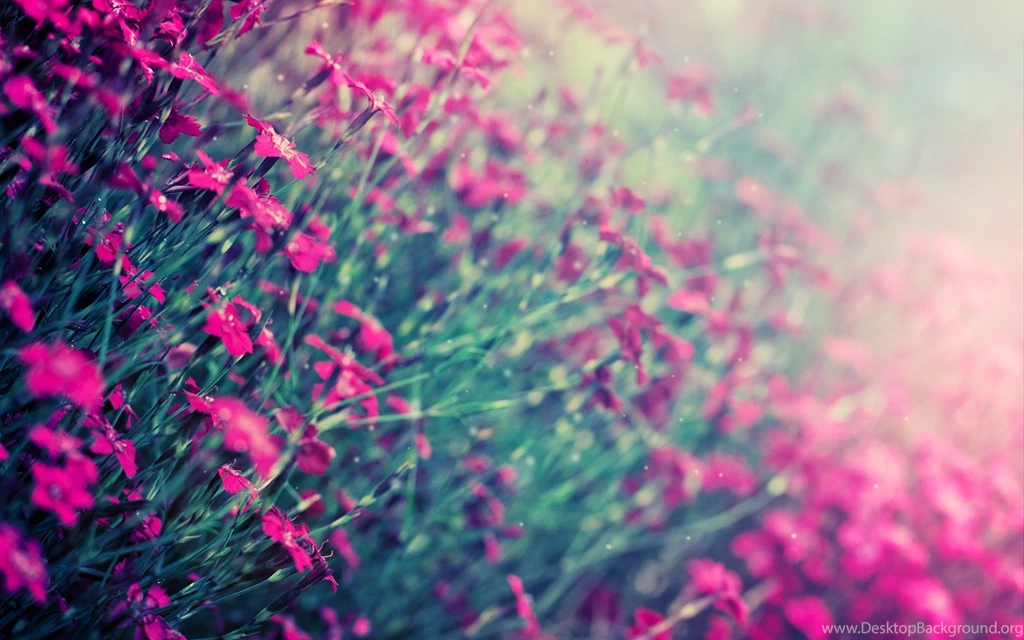Winter Flower Cool