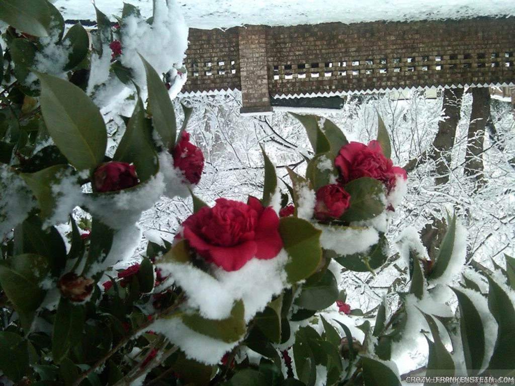RePin Image: Winter Flower On Pinterest
