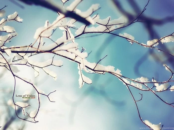 Soft Light Of Winter, Bokeh Photography 37 Wallcoo.net