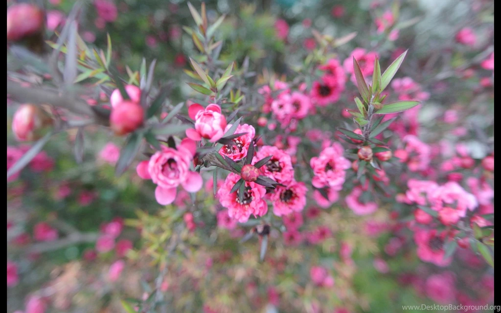 Free Bokeh Mac Wallpapers, iMac Wallpapers, Retina MacBook Pro ...