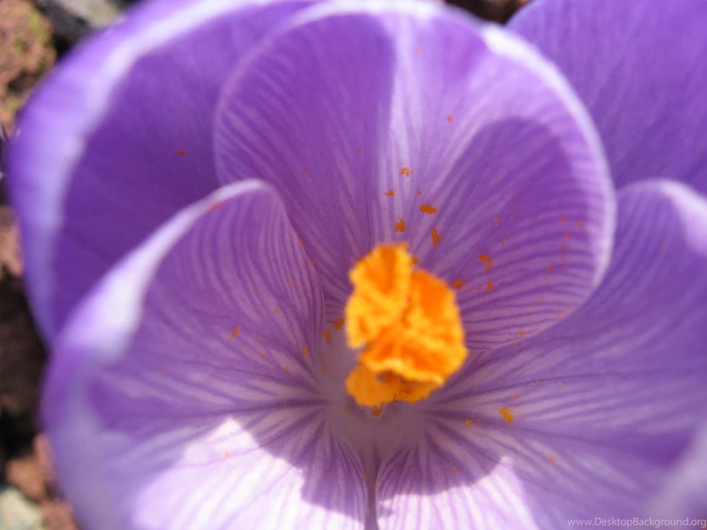 Winter Flower >> HD Wallpaper, Get It Now!
