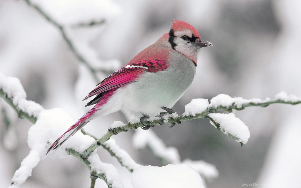 Nature Winter Bird Snow Branch Wallpapers