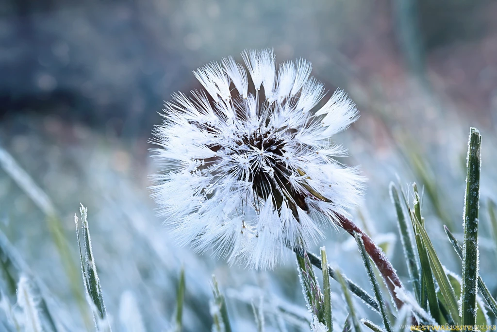 Frozen Winter Flower