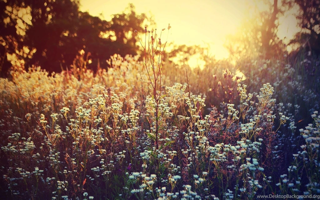 Wild Flower Wallpapers Wallpapers Cave