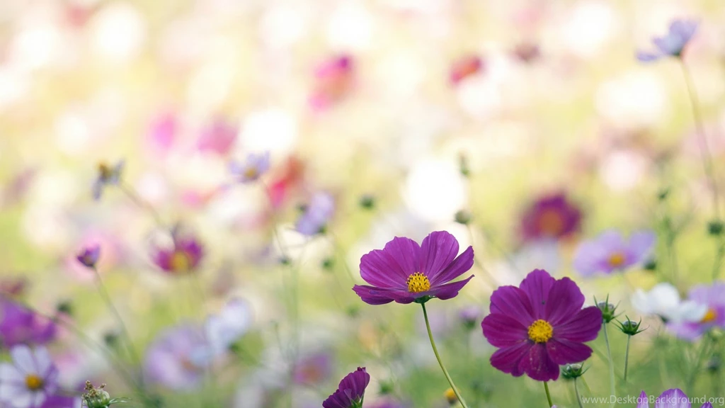 Wildflower Wallpapers