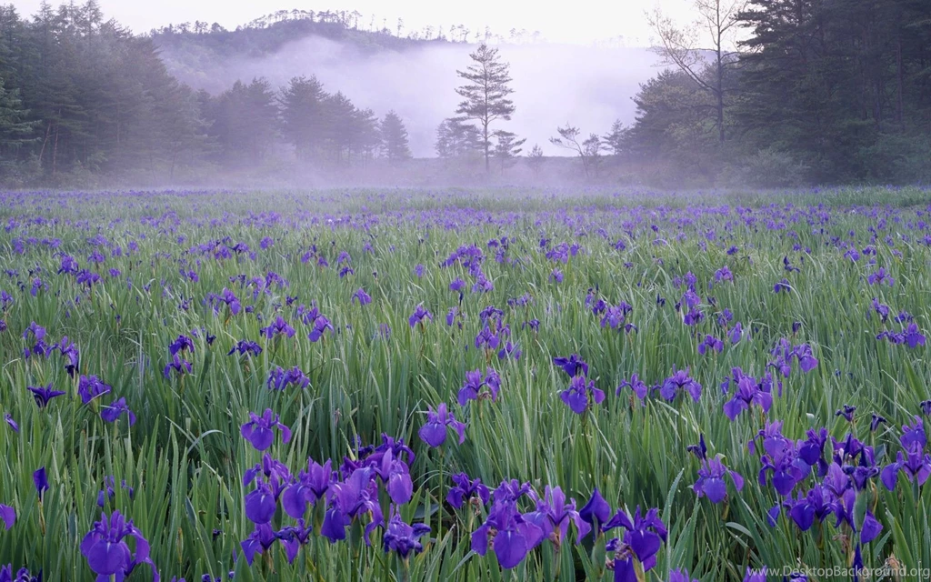 Wild Flower Wallpapers Wallpapers Cave