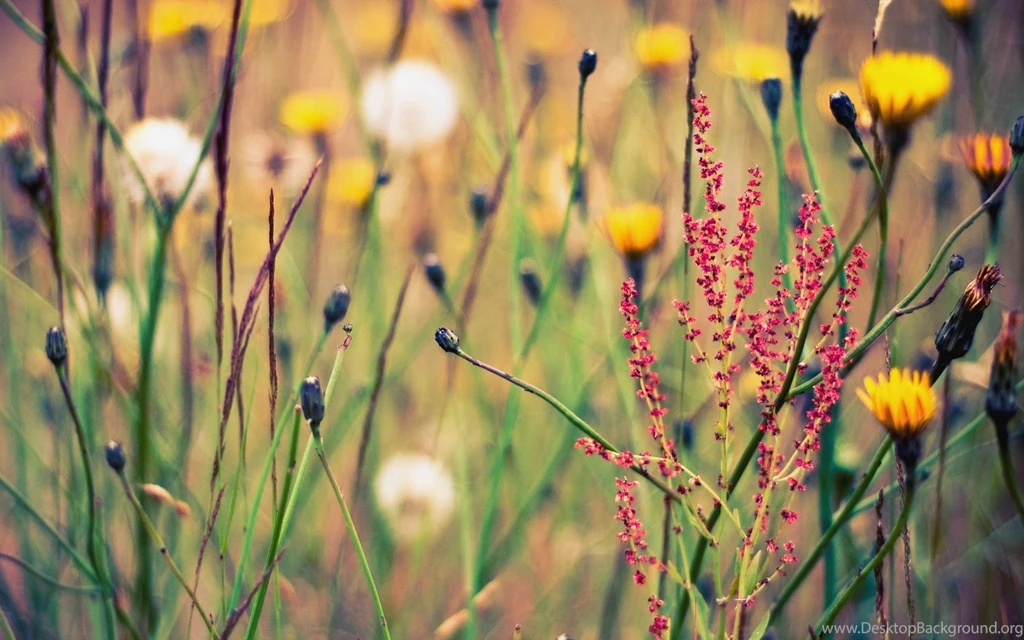 Wildflower Backgrounds