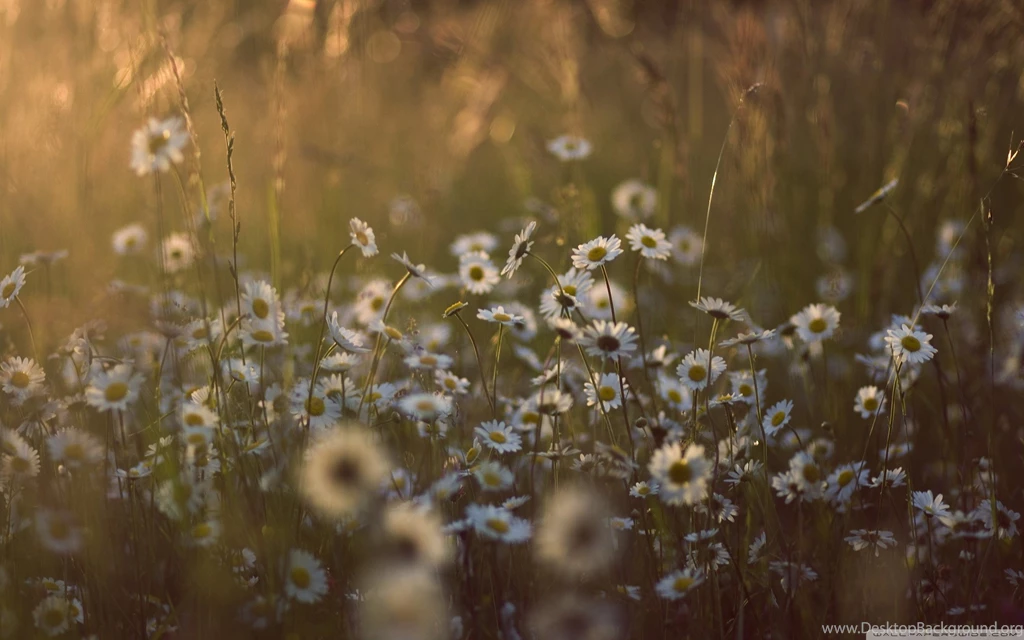 Wildflowers HD Desktop Wallpapers : High Definition : Fullscreen ...