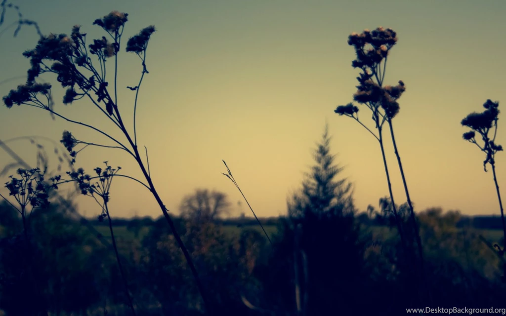 Wildflower Backgrounds