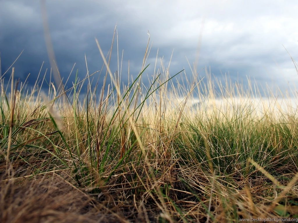 1024x768 Darkness Over Grass Desktop PC And Mac Wallpapers