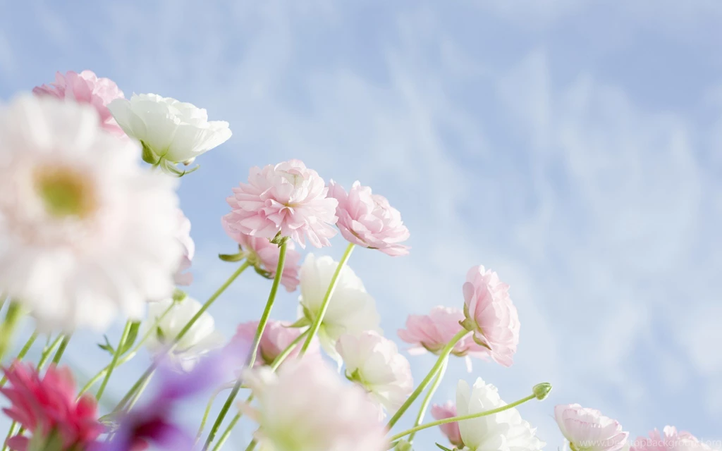 Free Wildflower Wallpapers