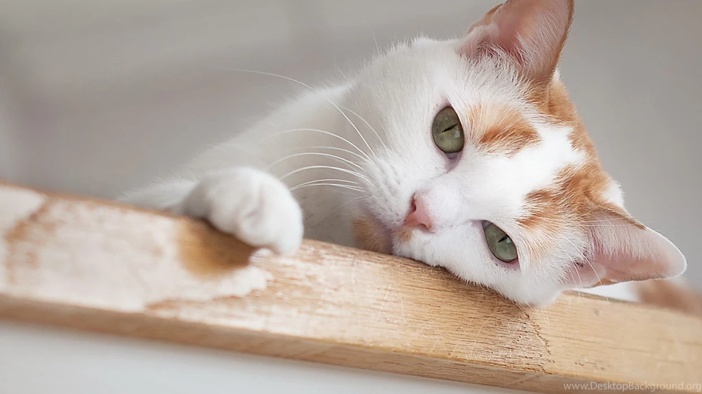Download Wallpapers 2560x1440 Cat, Face, Eyes, Boring Mac iMac 27 ...