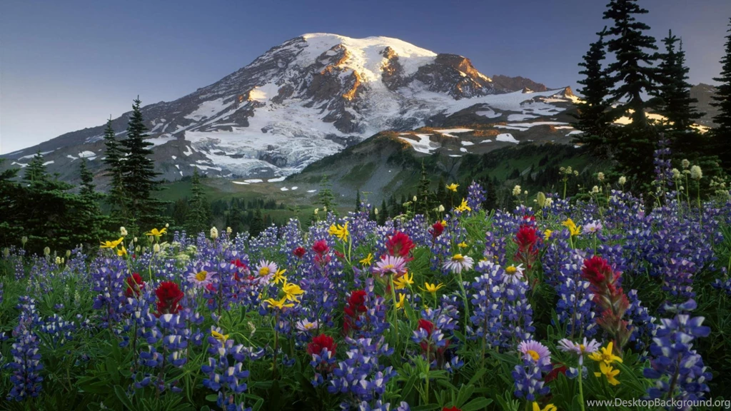 Desktop Wildflower Wallpapers