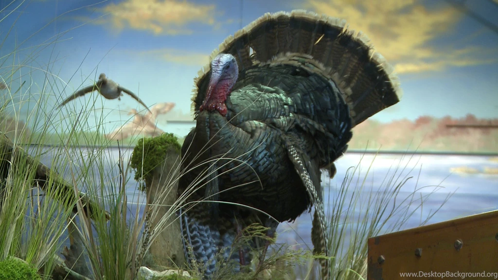 Turkey Computer Wallpapers, Desktop Backgrounds
