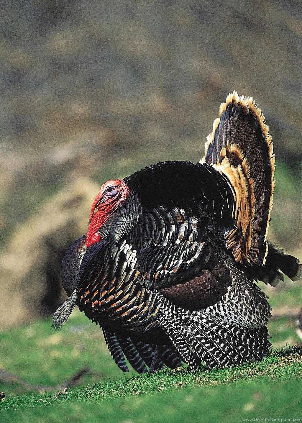 Belly Crawling Turkeys