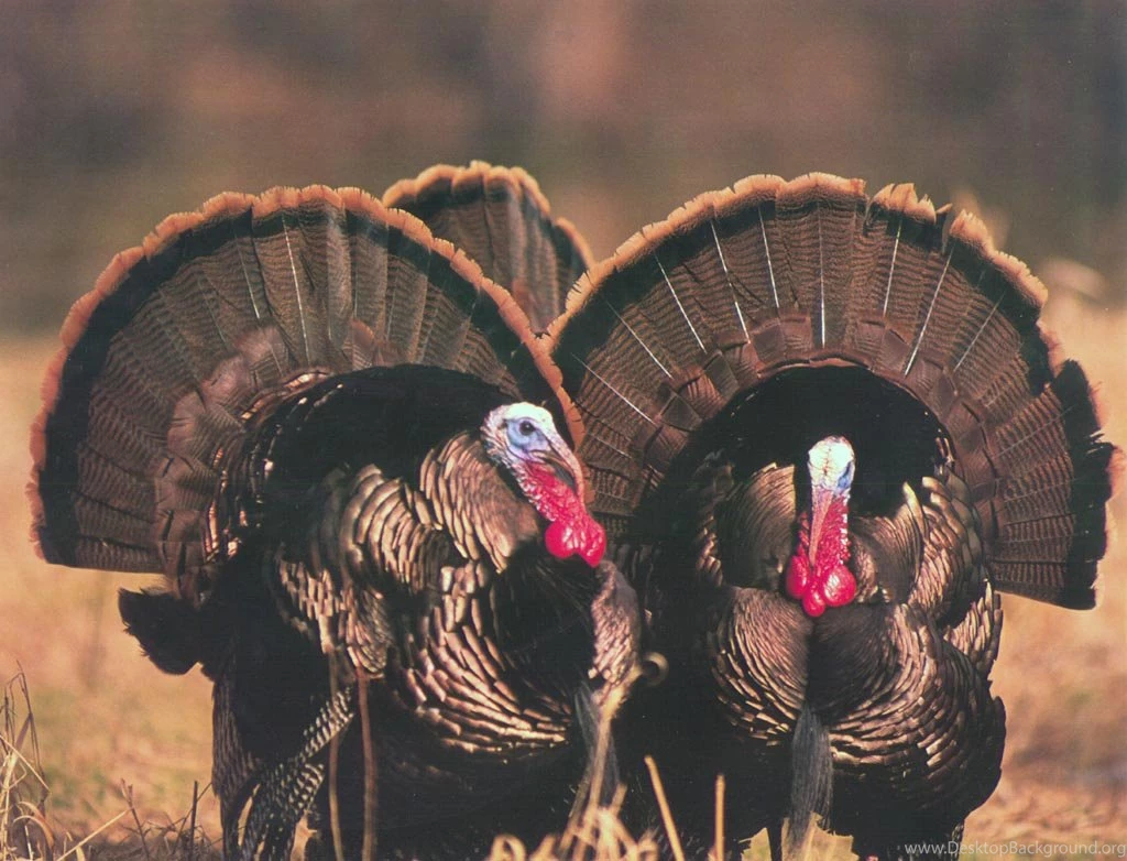 Wild Turkey Hunting