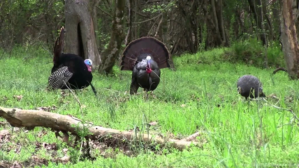 CITW 2014 E11 "Penned Up Gobbler" Georgia Turkey Hunting YouTube