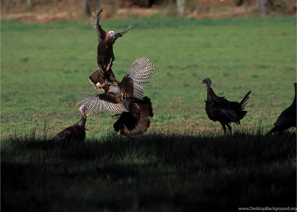 Turkey Hunting In Louisiana