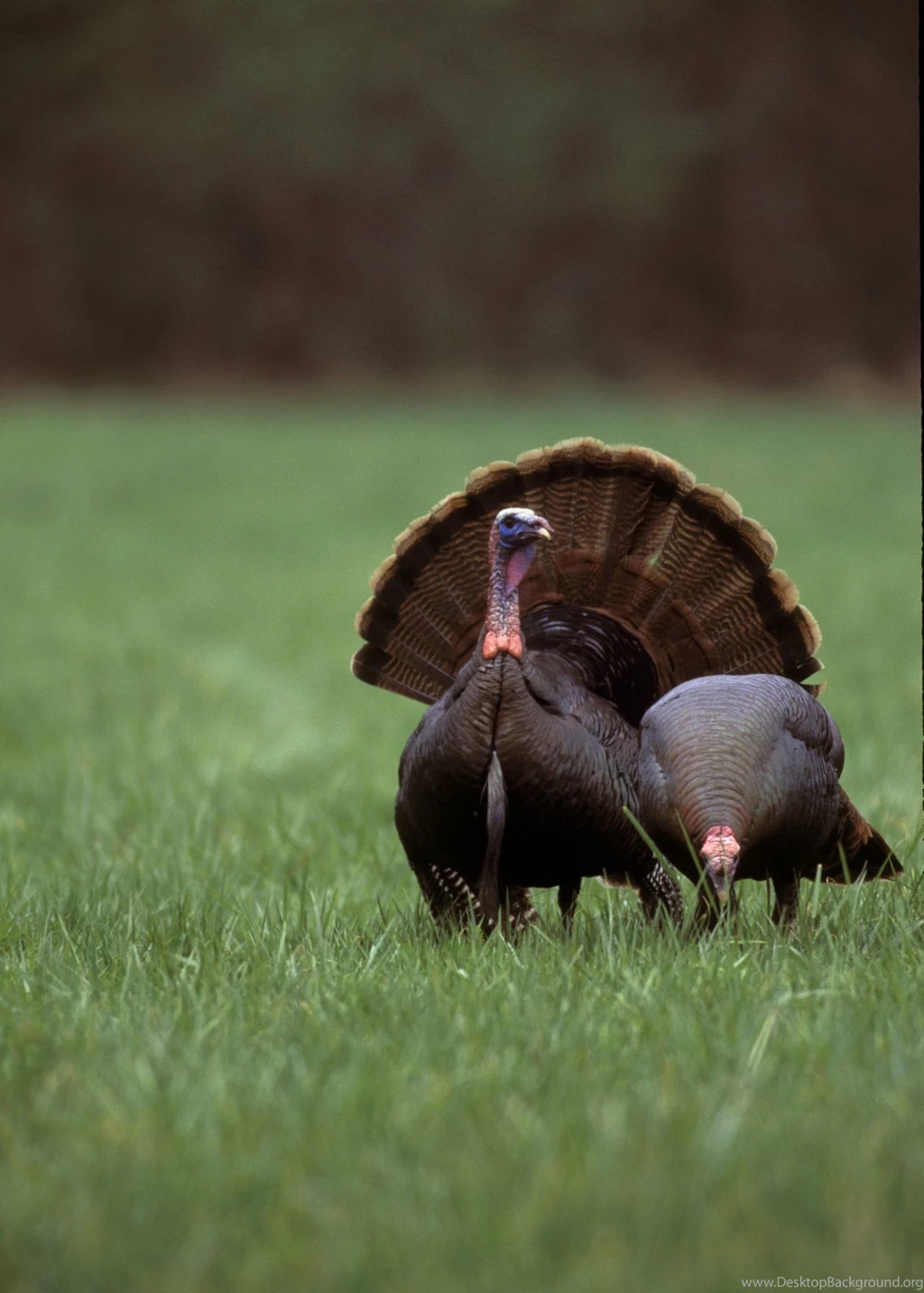 Turkey Hunting In Rhode Island