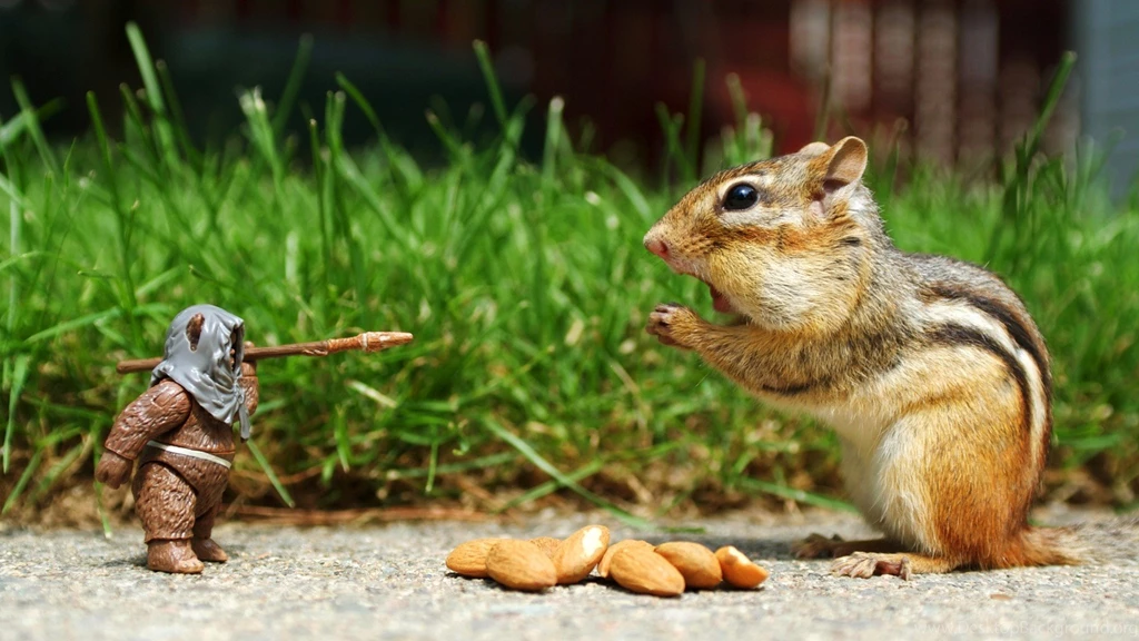 Chipmunks, Ewok, Star Wars Wallpapers HD / Desktop And Mobile ...