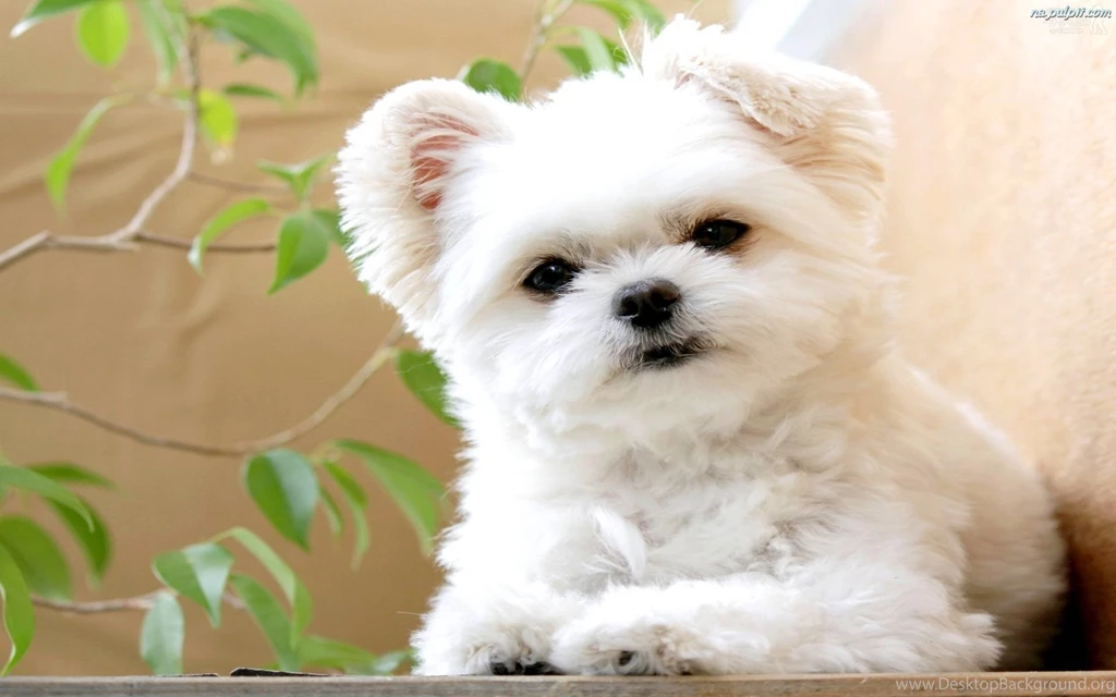 Ready For His Movie Debut, 'THE LOST GREAT WHITE EWOK!' Puppies ...