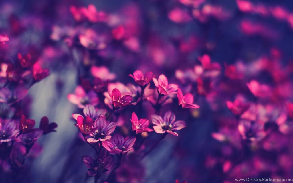 Pretty Wallpapers For Android