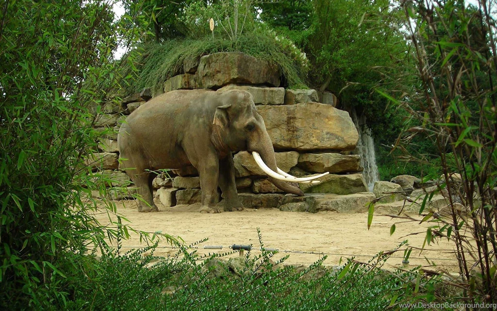 HD Elephants Wallpapers And Photos
