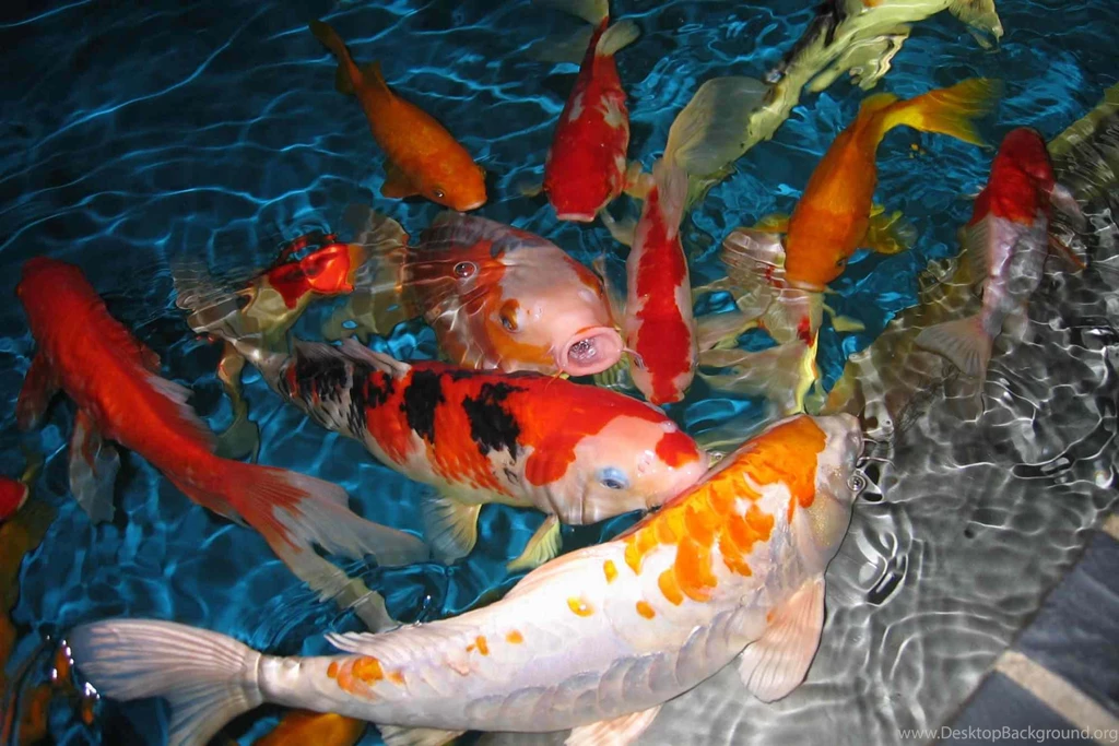 High Definition Fish Wallpapers For Free Download