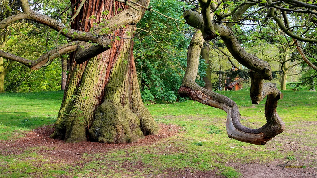 Desktop Backgrounds Nature Amazing