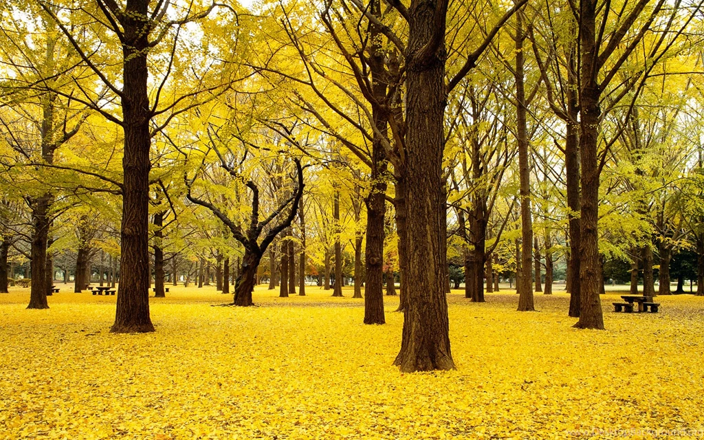 Desktop Backgrounds Nature Wallpapers Collection 6 Wallpapers Download