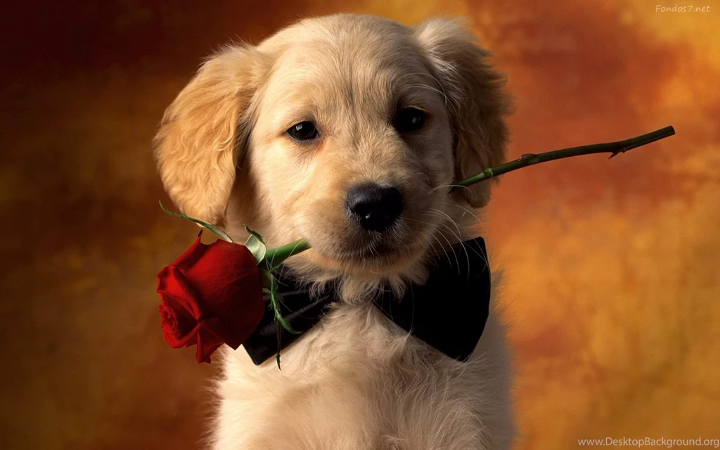 Cachorro, Adorable, Widescreen, Wallpapers (