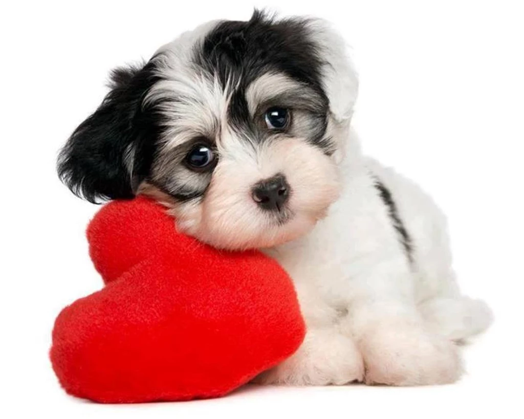 Adorable Puppy (