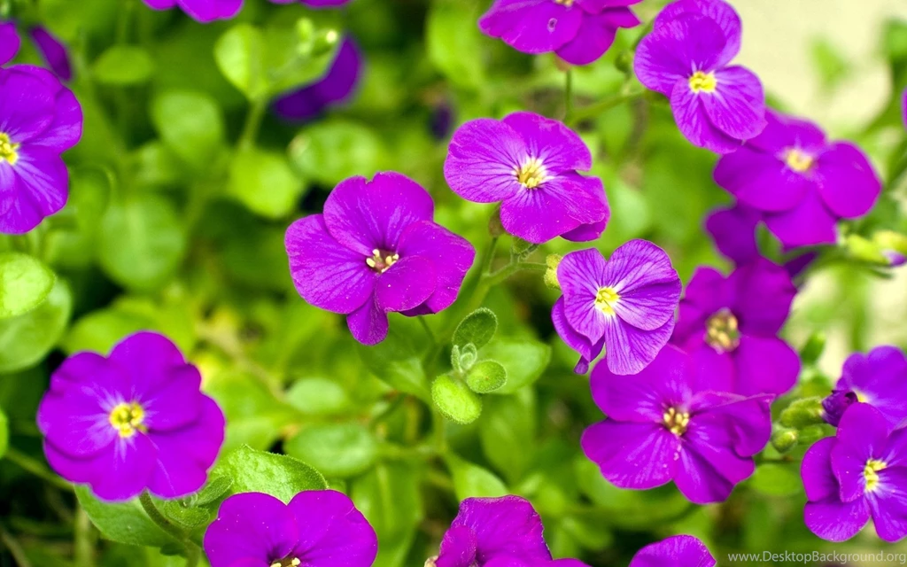 Flower Wallpapers For Desktop Full Size Images