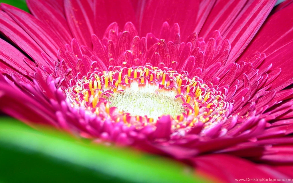 Flower, Wallpaper, Aster, Background, Animated, Life, Desktop (