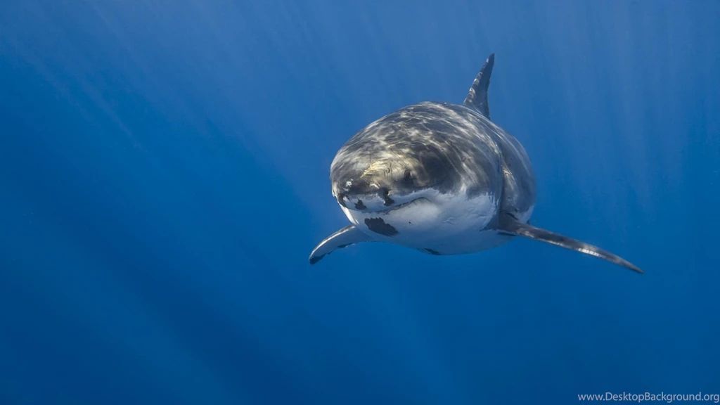Animals Great White Shark Wallpapers