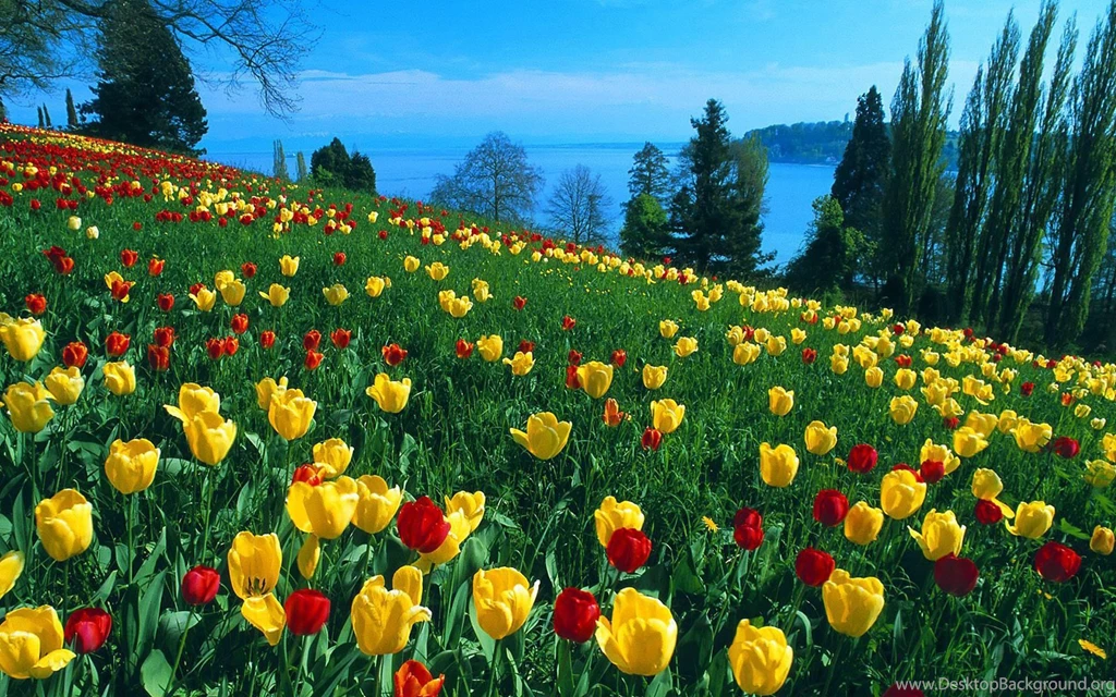Flower Hd Wallpapers Collection (39+)