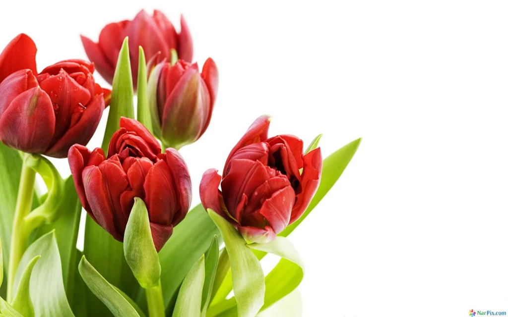 Flowers Hd Images