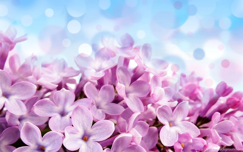Flower Wallpapers 82 HD Wallpapers