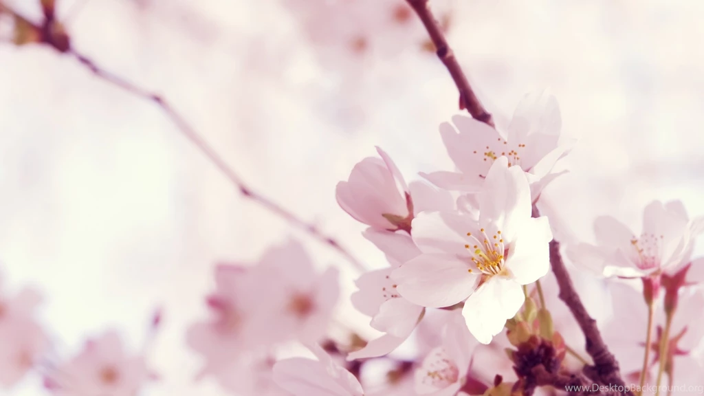 Download Wallpapers 2560x1440 Macro, Flower, Twig, Pink, White Mac ...