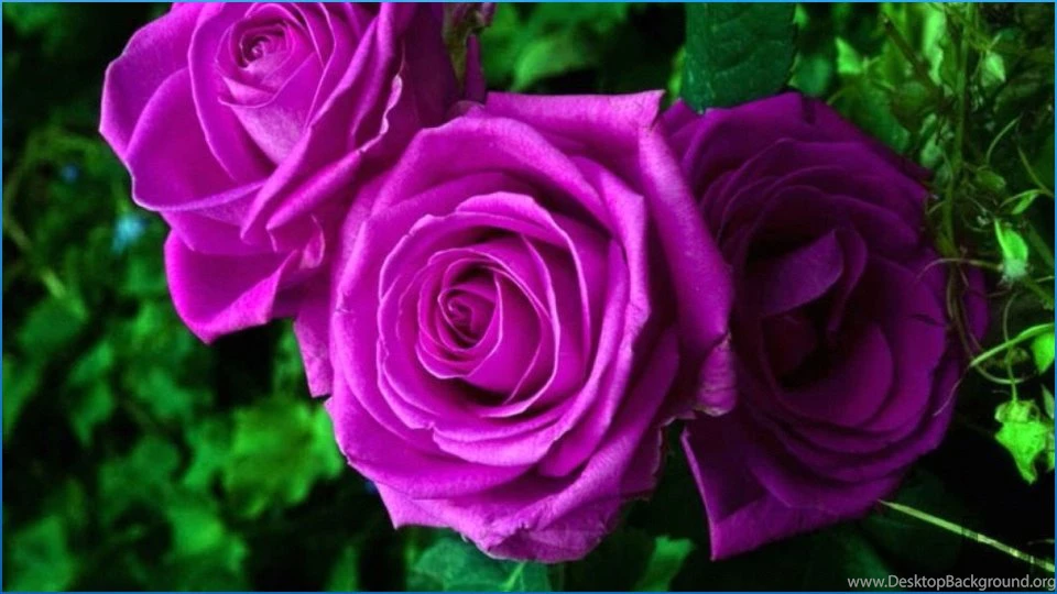 Colorful Flower Wallpapers Android Apps On Google Play