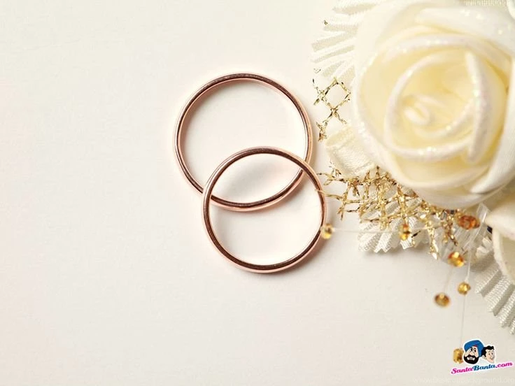 A White Rose With Two Golden Wedding Rings Against A White ...