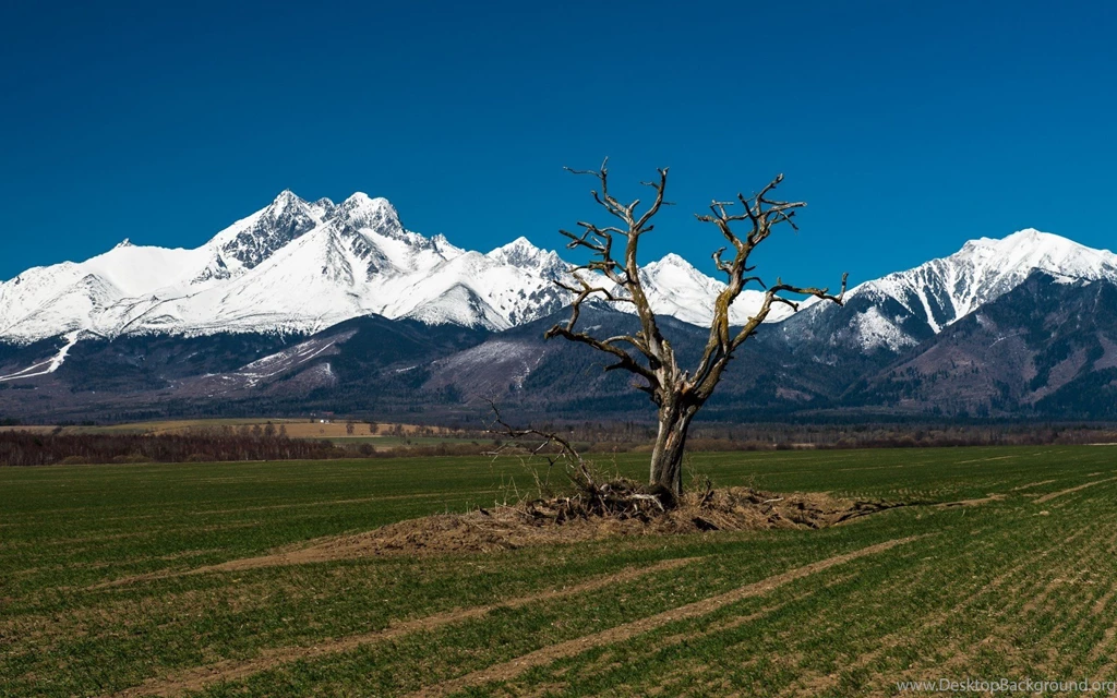 Dead Tree On A Backgrounds Of The Tatra Mountains, Slovakia ...